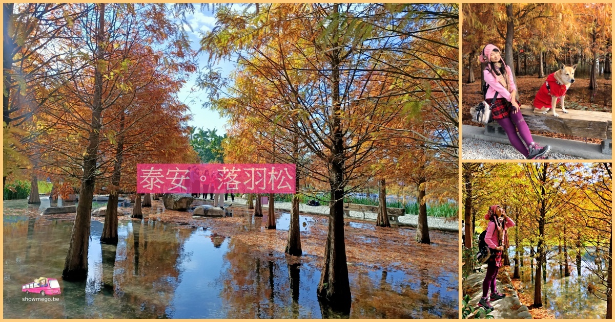 【台中。景點】后里。落羽松|泰安羽粼落羽松~冬季限定的夢幻童話黃金森林
