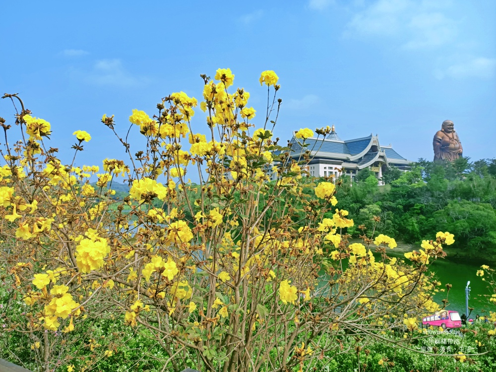 新竹 賞花 三月峨嵋湖 黃花風鈴木盛開 金湖灣民宿 小米麻糬帶路showmego 新竹 賞花 三月峨嵋湖 黃花風鈴木盛開 金湖灣民宿