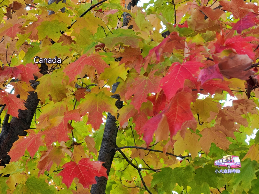 【加拿大旅遊】加拿大最佳秋賞楓葉季節是幾月?
